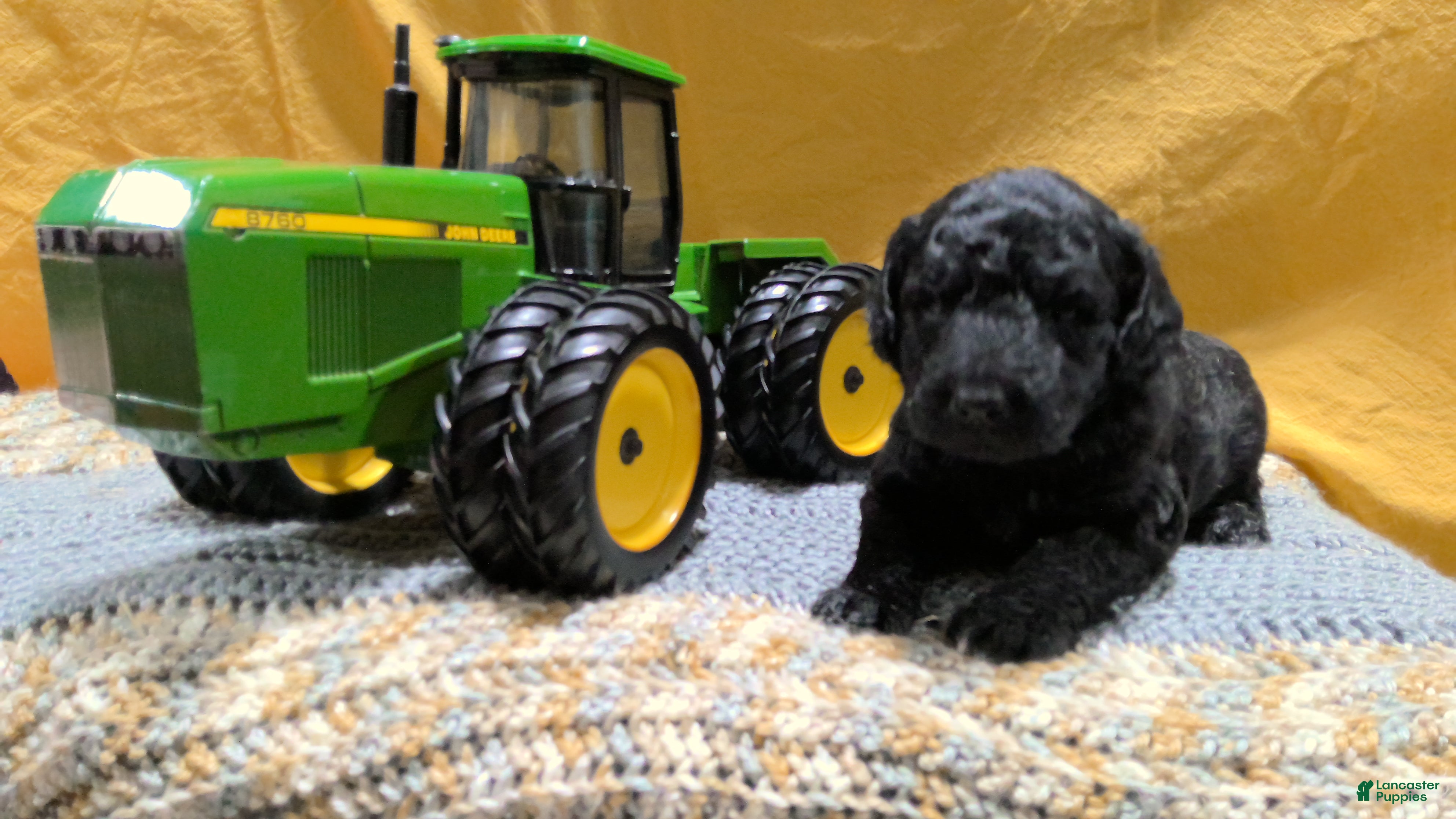 Mini Goldendoodle dogs Charle - Ad 2