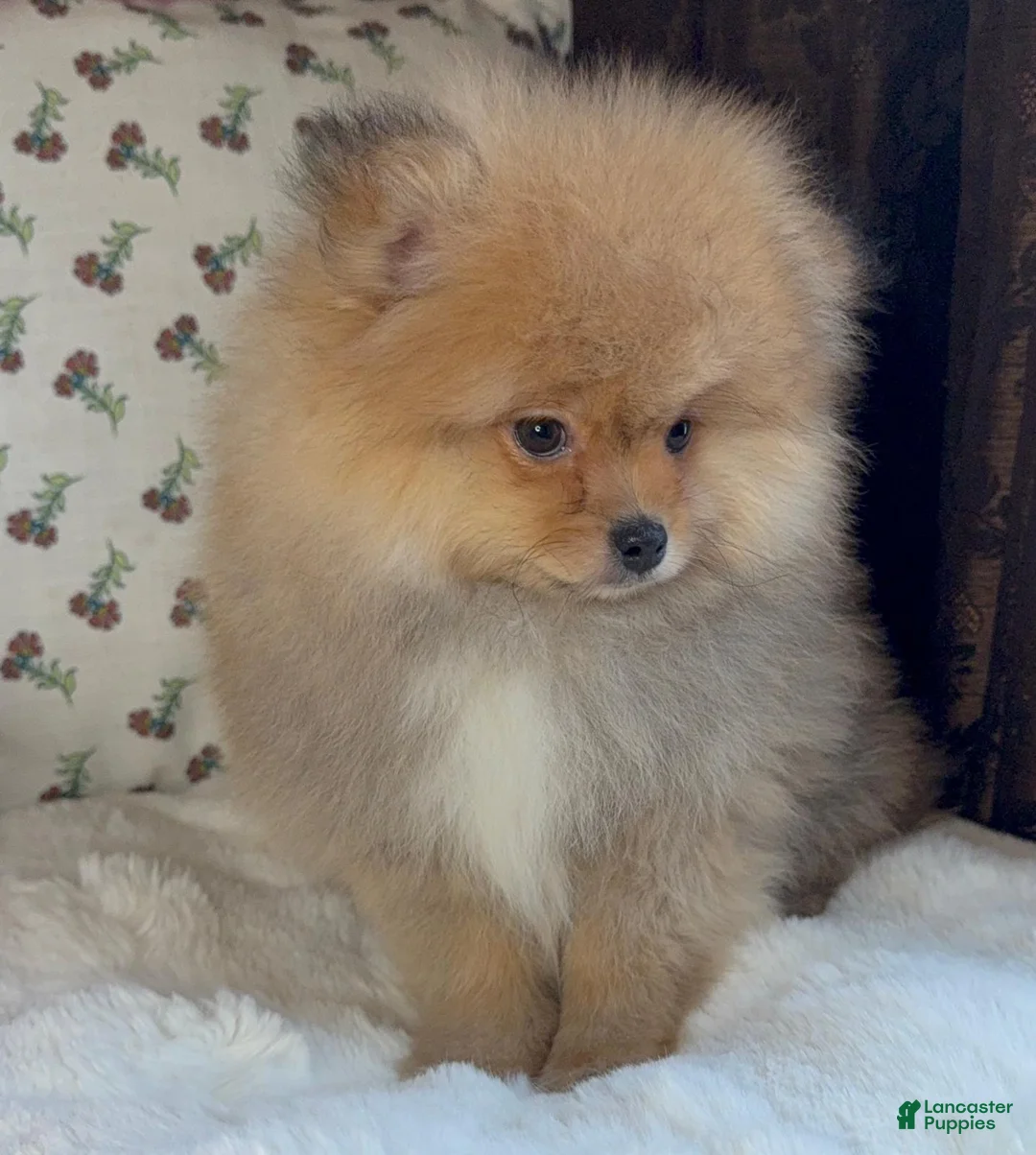 Pomeranian dogs for sale: Pomeranian puppy George - Ad 2
