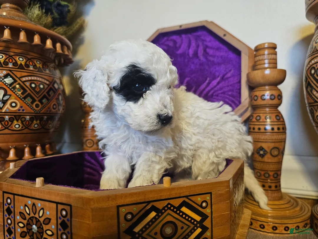 Mini Goldendoodle dogs for sale: Aspen - Ad 3