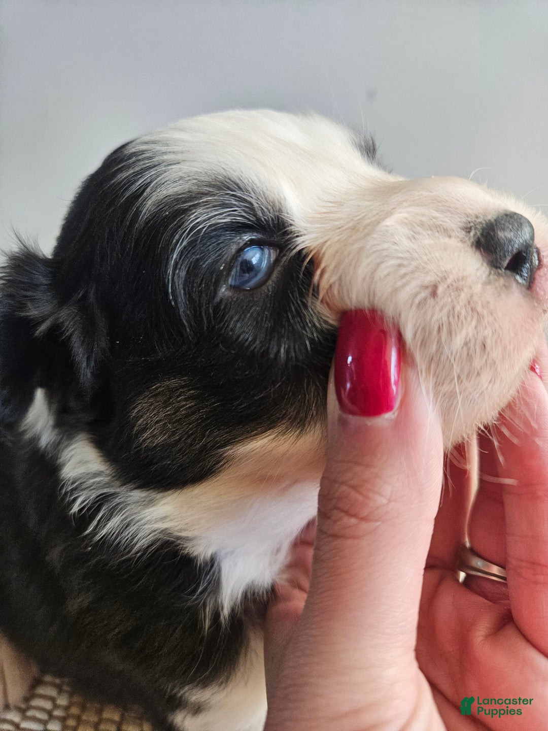 Australian Shepherd dogs for sale: Cash - Ad 4