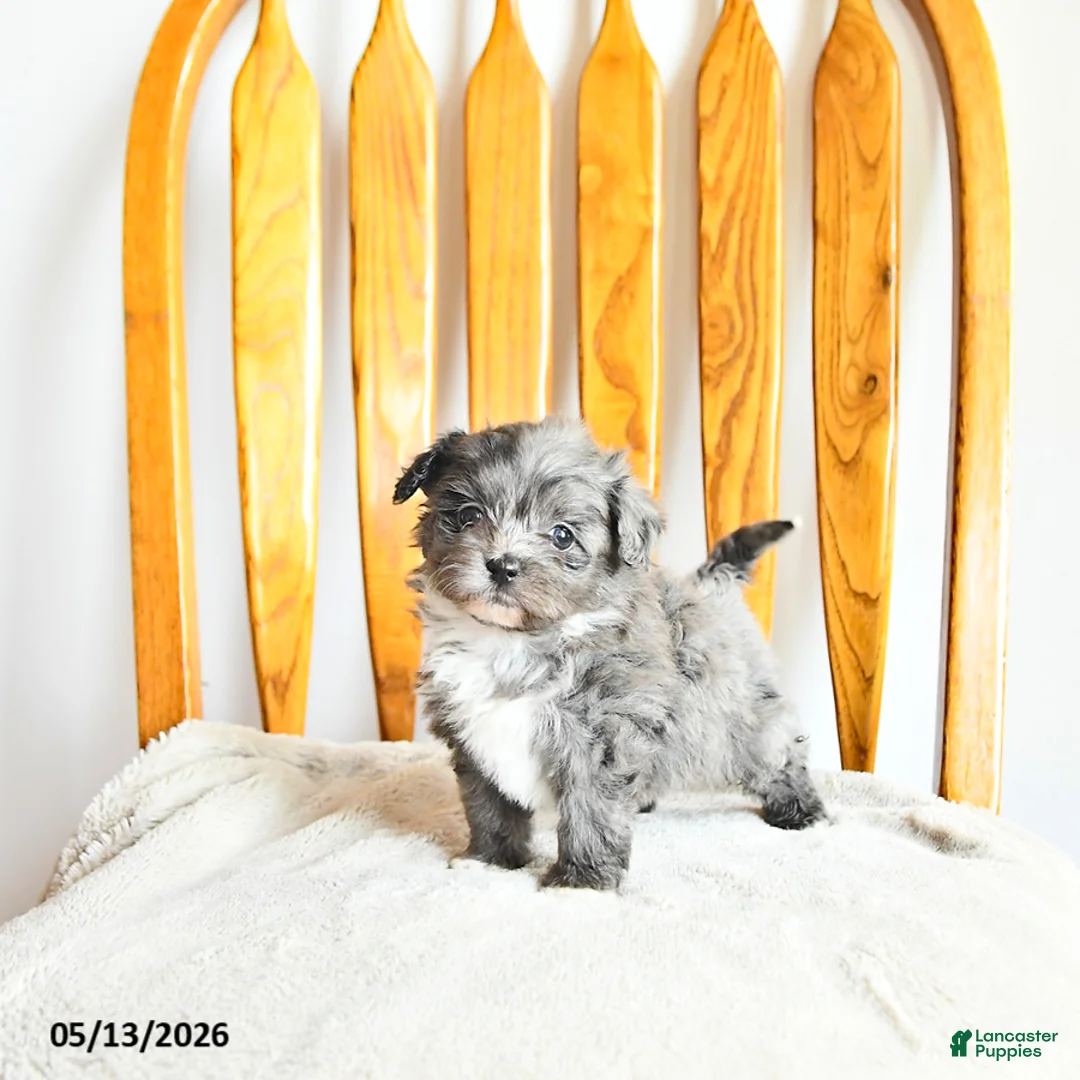 Pomapoo dogs for sale: Lyla - Ad 1