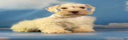 Schnoodle dogs for sale: Parker - Ad 5