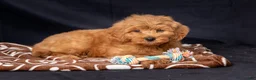Mini Goldendoodle dogs for sale: Leah - Ad 4