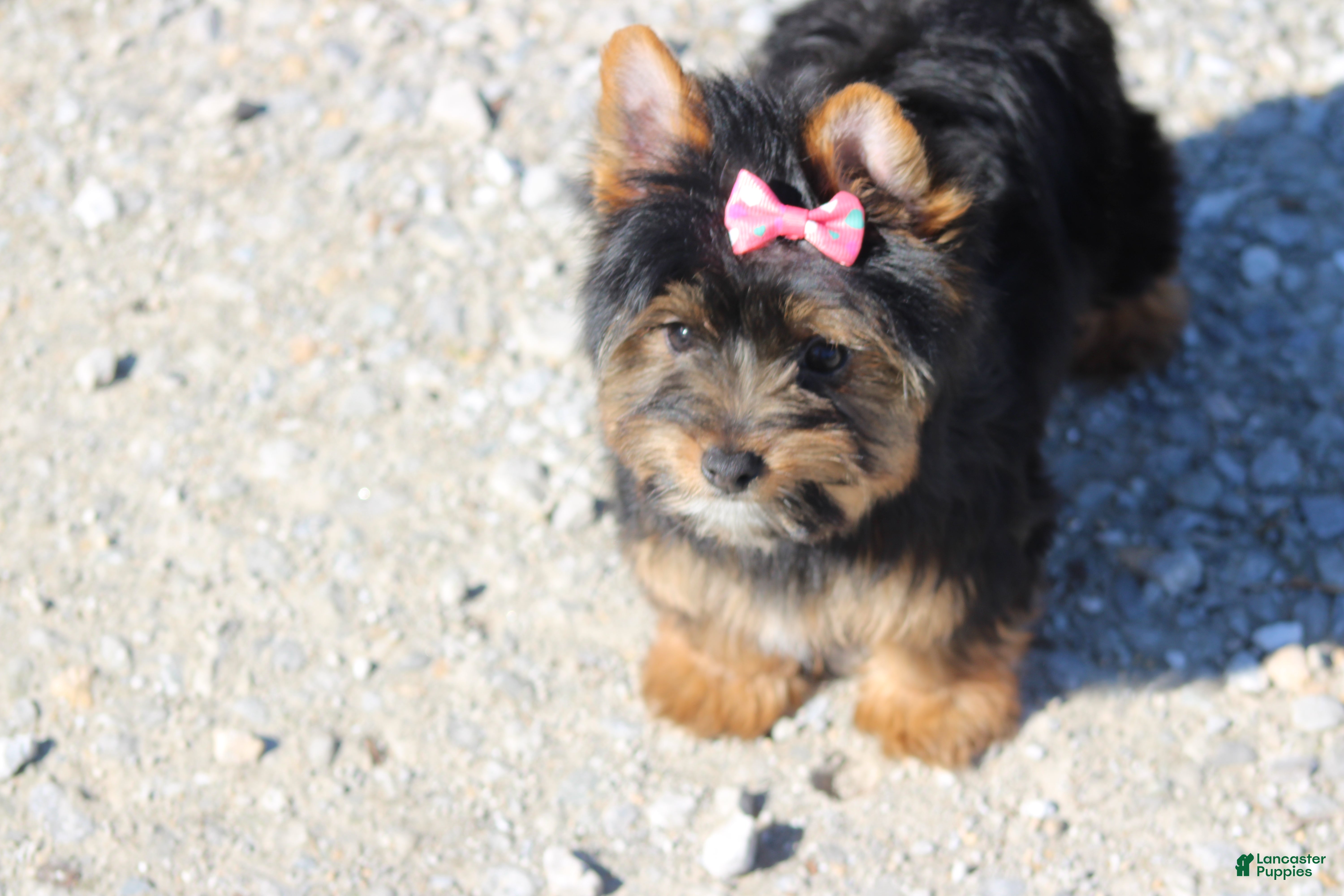 Yorkshire Terrier dogs Chloe - Ad 14