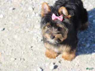 Yorkshire Terrier dogs Chloe - Ad 15