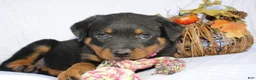 Rottweiler dogs for sale: Daisy - Ad 5