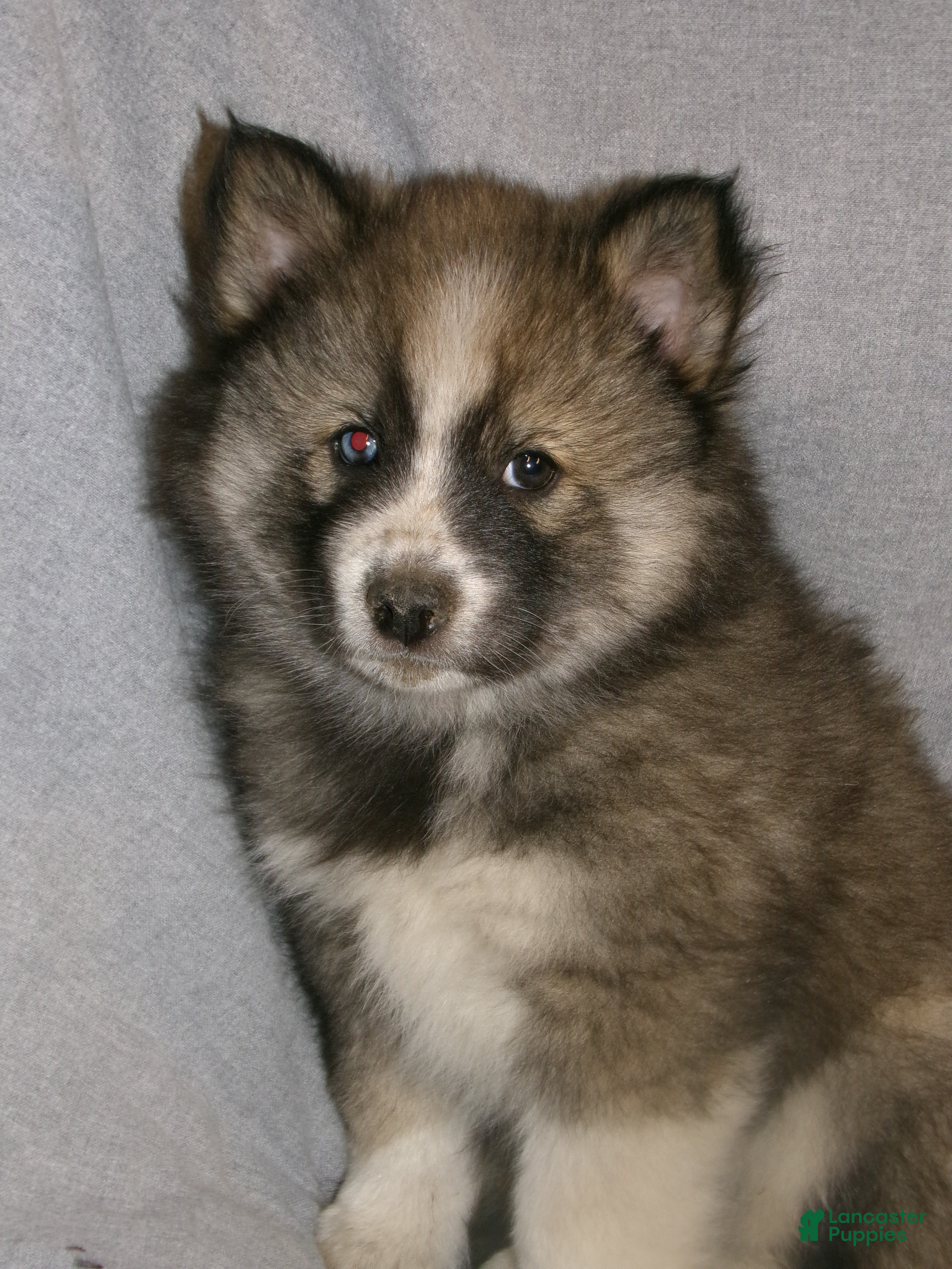 Pomsky dogs Max - Ad 2