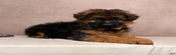 German Shepherd dogs for sale: Oliver  - Ad 5