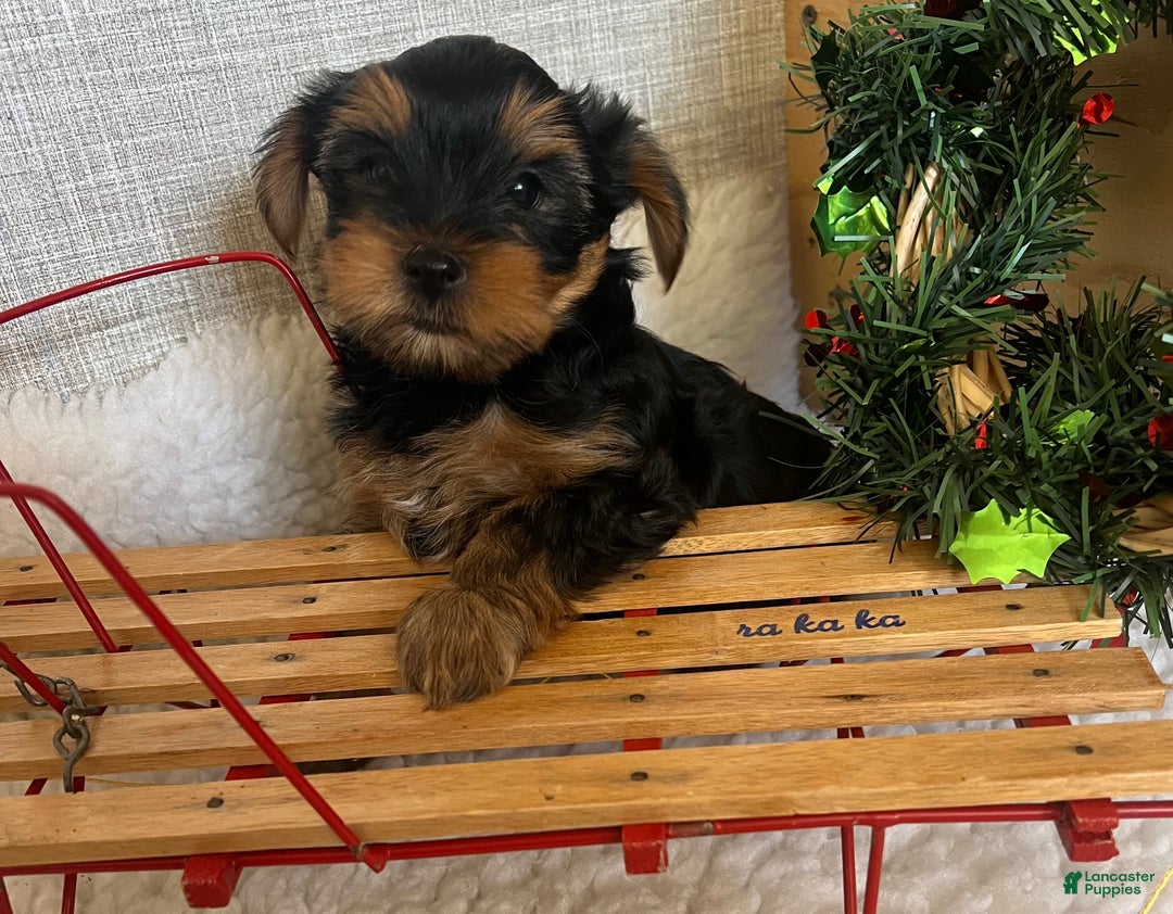 Yorkshire Terrier dogs for sale: Rowdy - Ad 7
