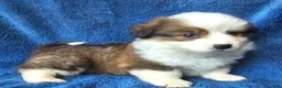 Siberian Husky dogs for sale: Siberian Husky 4 - Ad 1