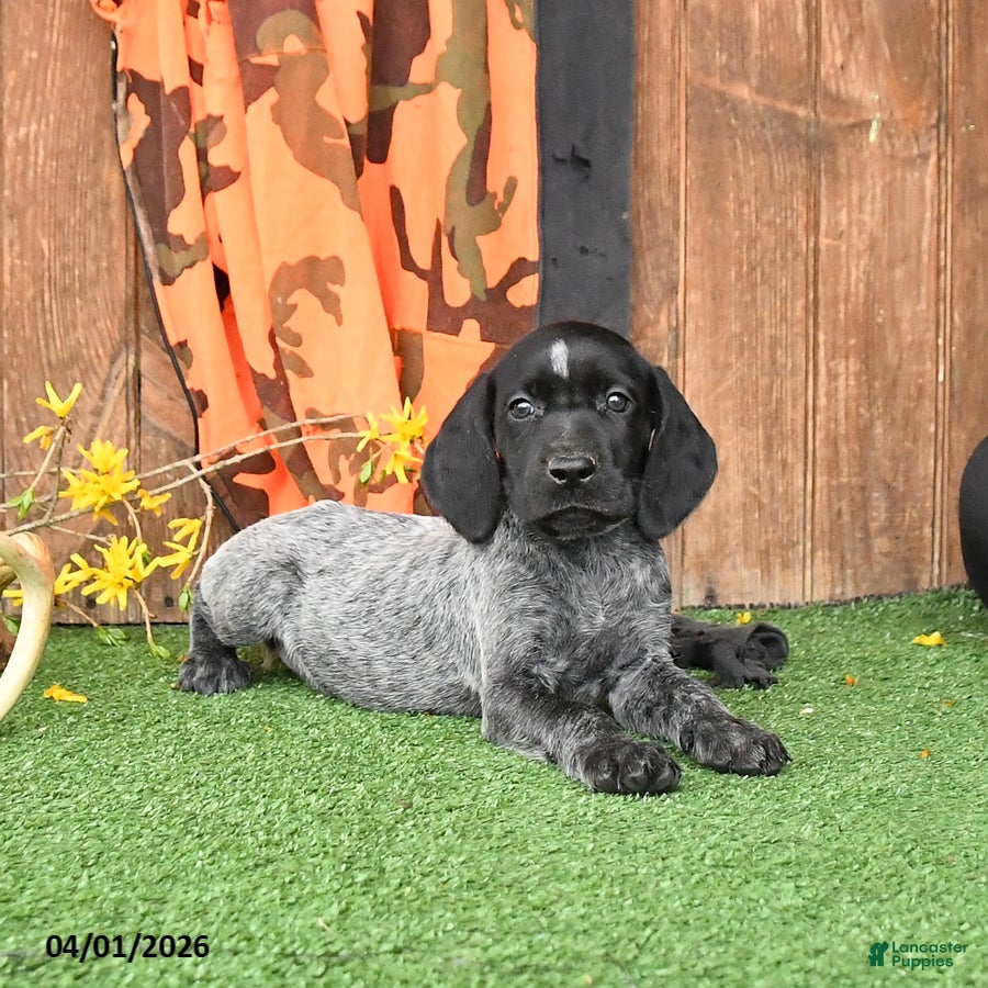 German Shorthaired Pointer dogs Lila  - Ad 2