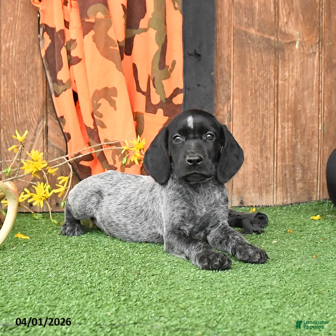 German Shorthaired Pointer dogs for sale: Lila  - Ad 2