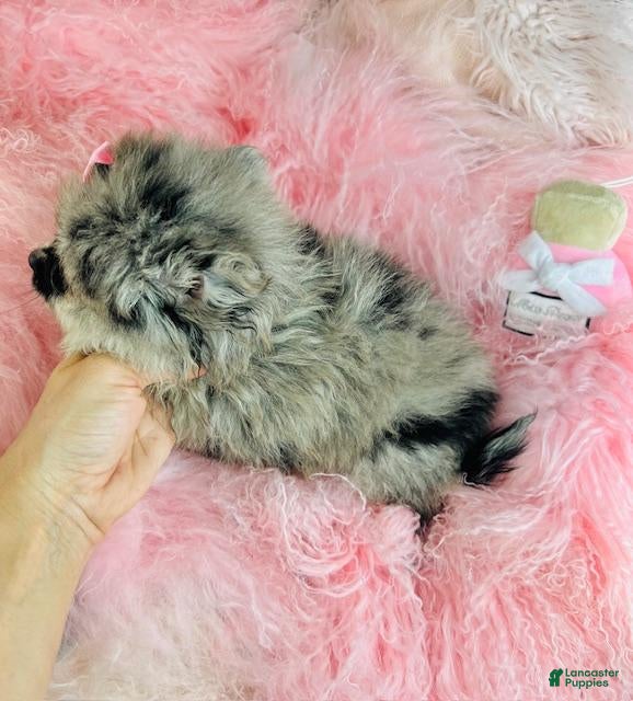 Pomeranian dogs Pomeranian Puppy 1 - Ad 2