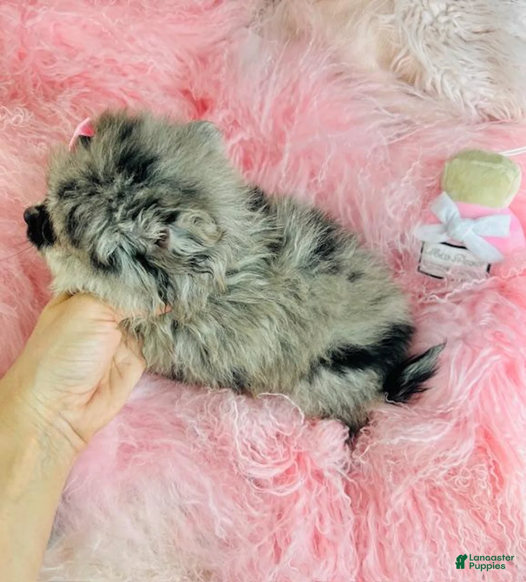 Pomeranian dogs for sale: Pomeranian Puppy 1 - Ad 2