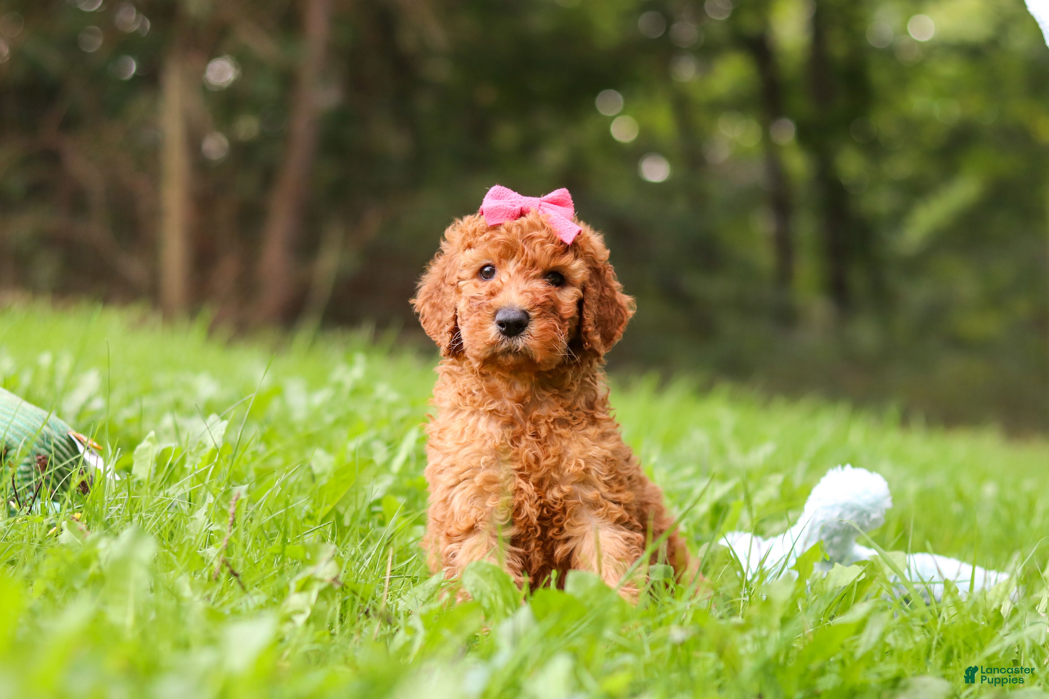 Goldendoodle dogs Kylie - Ad 2