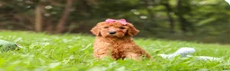 Goldendoodle dogs for sale: Kylie - Ad 2