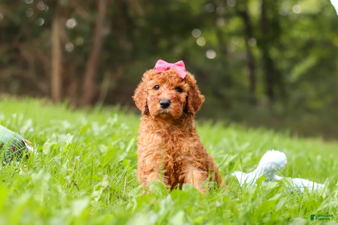 Goldendoodle dogs for sale: Kylie - Ad 2