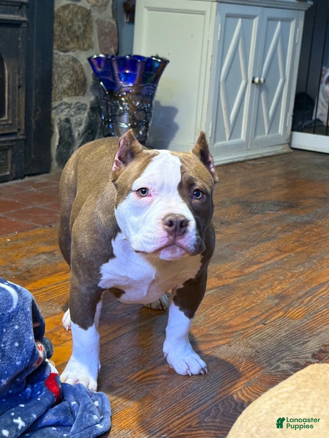 American Bully dogs for sale: Choco/White Female  - Ad 15