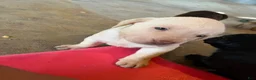 Labrador Retriever dogs for sale: Lab  - Ad 4