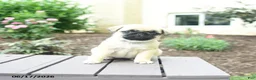 Pug dogs for sale: Kallie - Ad 3