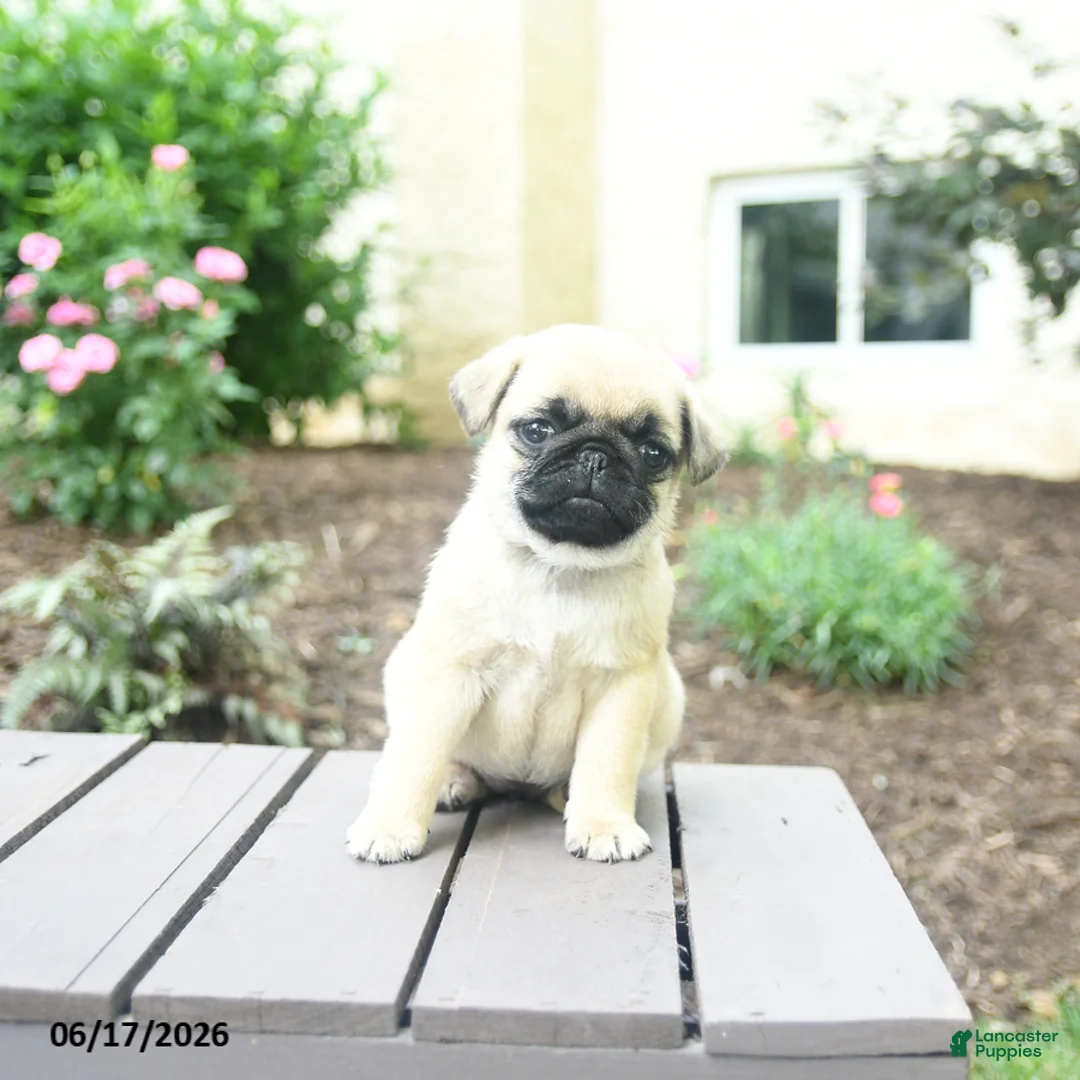 Pug dogs for sale: Kallie - Ad 3