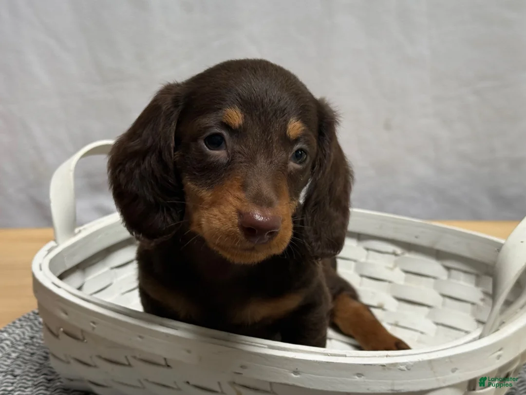 Miniature Dachshund dogs for sale: Ava - Ad 2