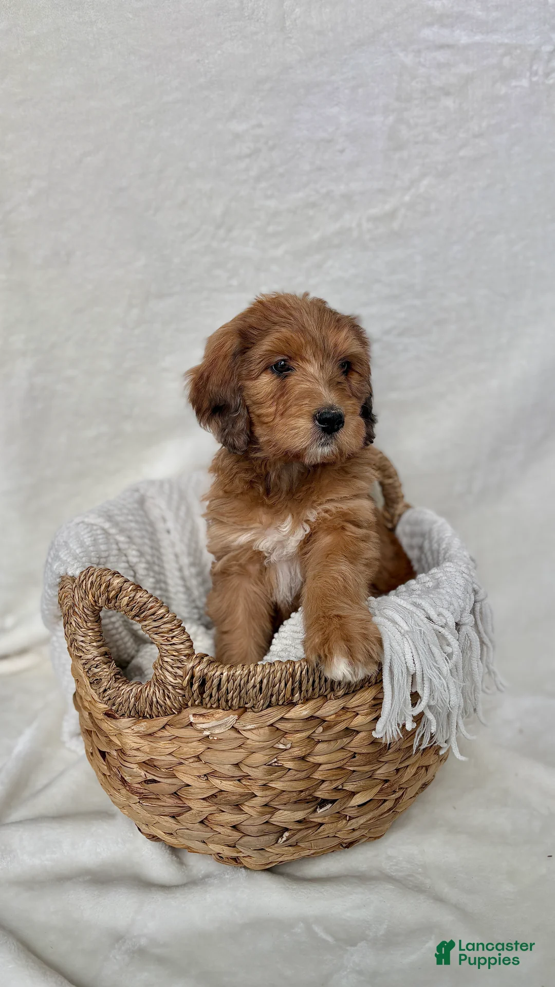 Bernedoodle dogs for sale: Coco - Ad 9