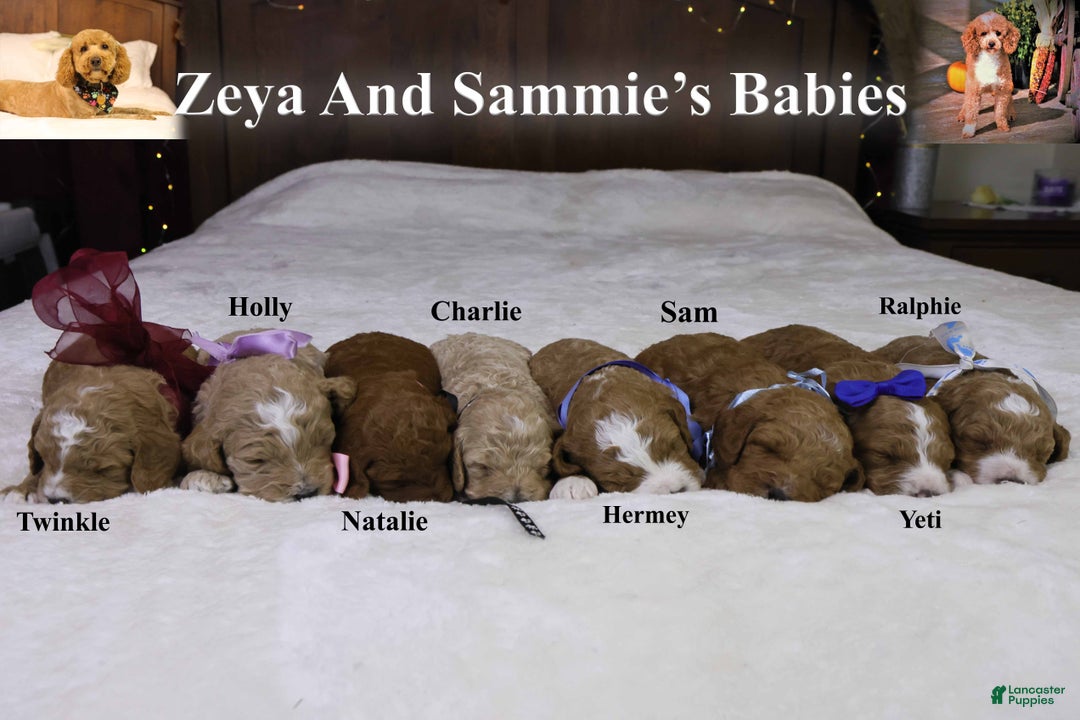 Goldendoodle dogs for sale: Ralphie - Ad 1