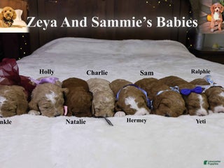 Goldendoodle dogs Ralphie - Ad 23