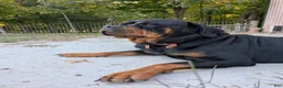 Rottweiler dogs for sale: Rocky - Ad 3