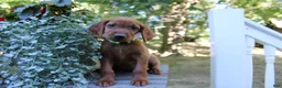Mixed Breed dogs for sale: bonnie - Ad 3