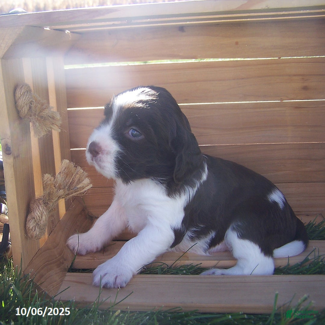 English Springer Spaniel dogs for sale: Abe  - Ad 2
