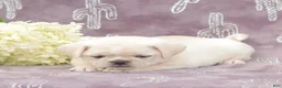 Puggle dogs for sale: Rosa - Ad 2