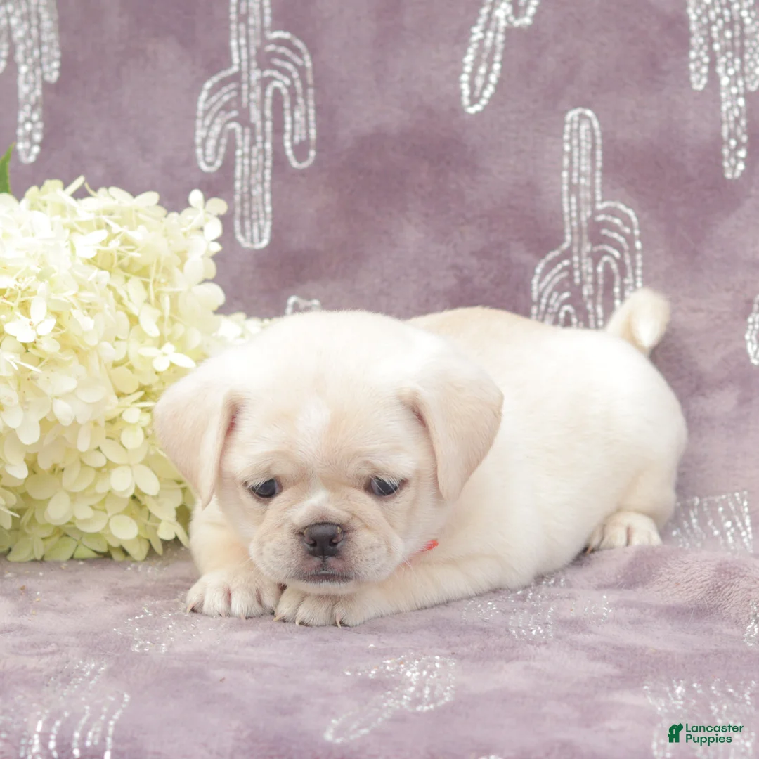 Puggle dogs for sale: Rosa - Ad 2