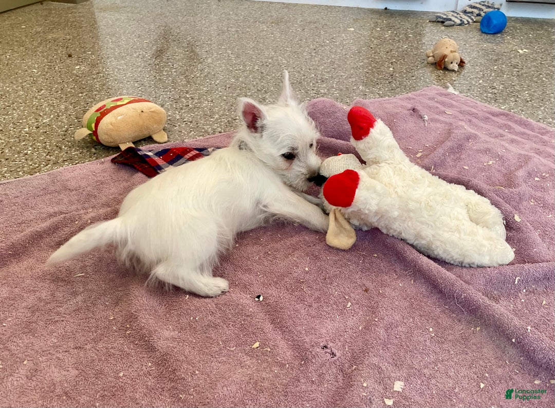 West Highland Terrier dogs for sale: Leah, AKC - Ad 3