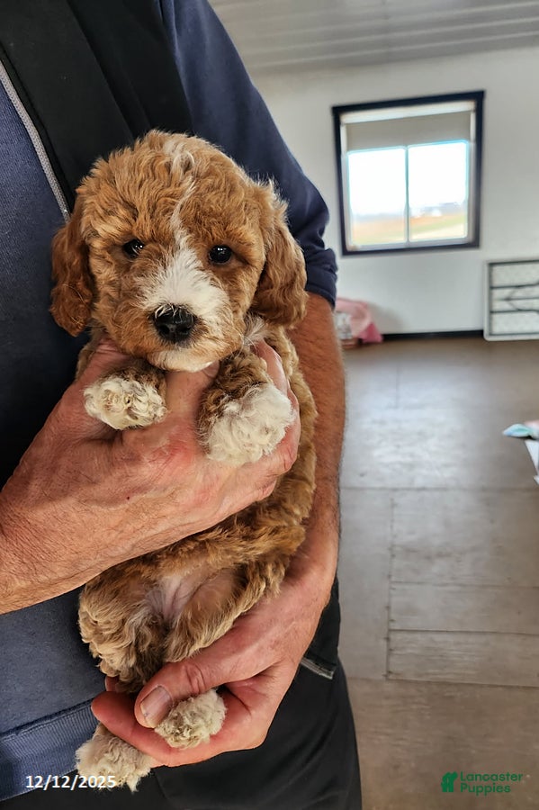 Mini Goldendoodle dogs Rita - Ad 28