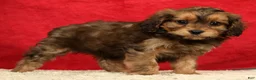 Cavapoo dogs for sale: Timmy - Ad 6