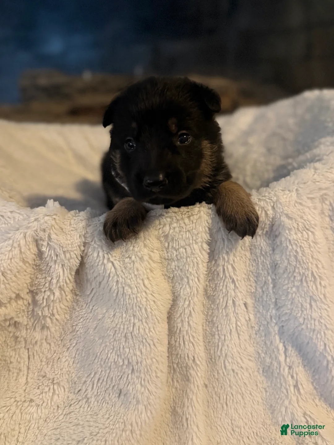 German Shepherd dogs for sale: Lambo - Ad 2