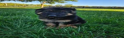 German Shepherd dogs for sale: Sarge - Ad 4