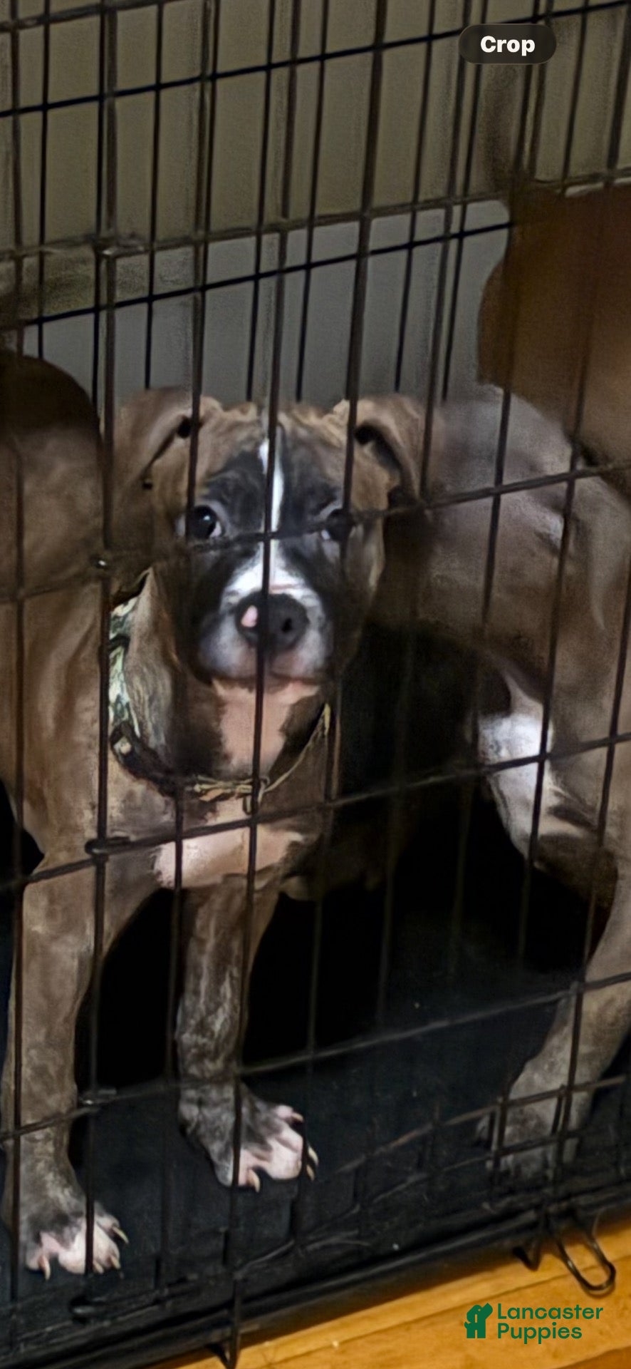 Mixed Breed dogs for sale: Mixed Breed 1 - Ad 11