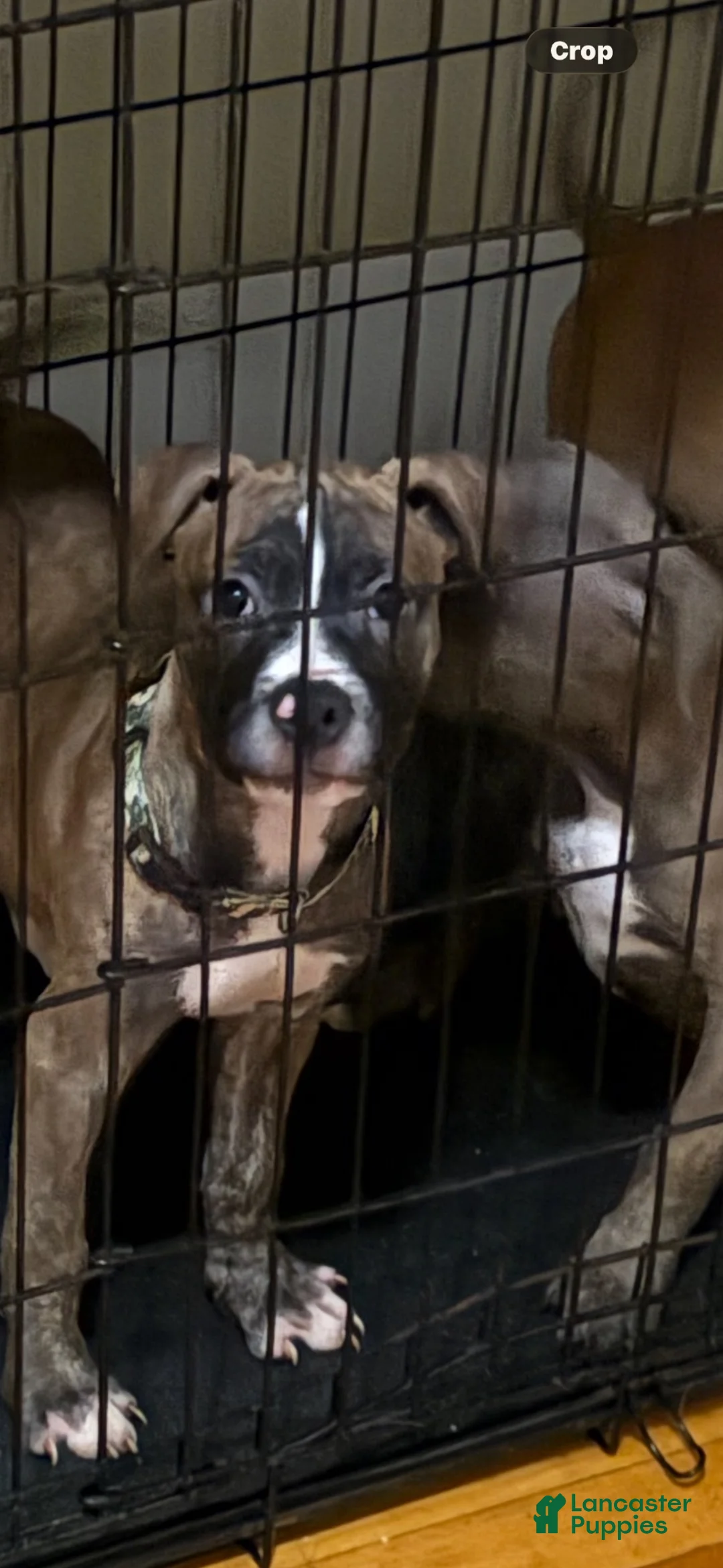 Mixed Breed dogs for sale: Mixed Breed 1 - Ad 1