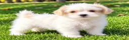 Shihpoo dogs for sale: Ollie - Ad 4
