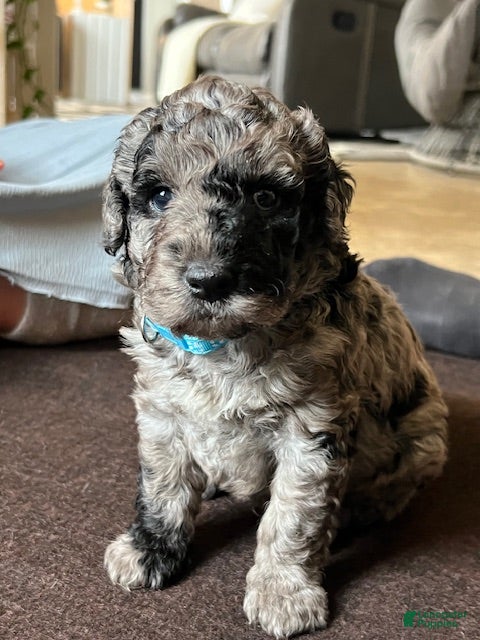 Mini Goldendoodle dogs Patch Mini Goldendoodle Puppy  - Ad 1