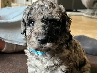 Mini Goldendoodle dogs for sale: Patch Mini Goldendoodle Puppy - Ad 2