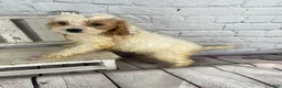 Cockapoo dogs for sale: Juno - Ad 7