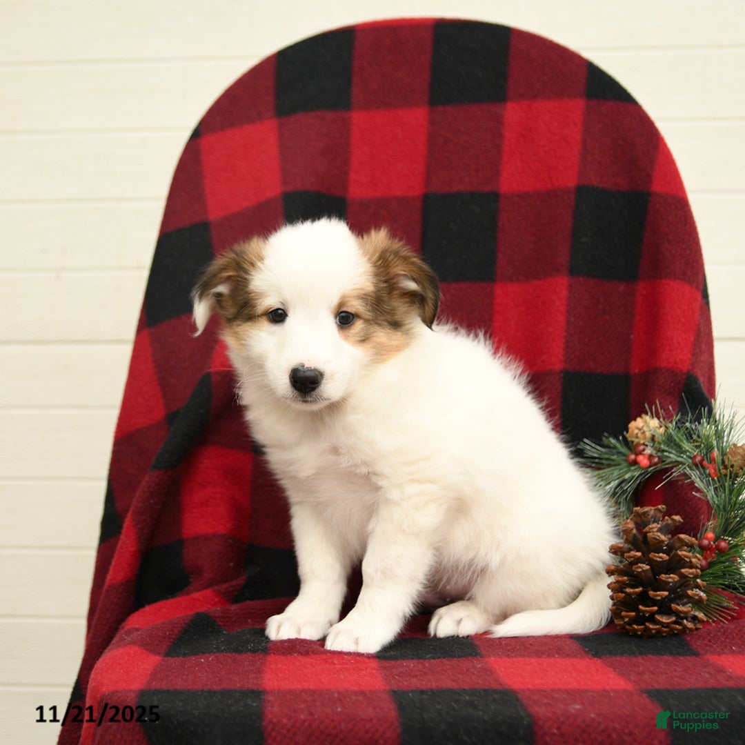 Mixed Breed dogs for sale: Palomino - Ad 5