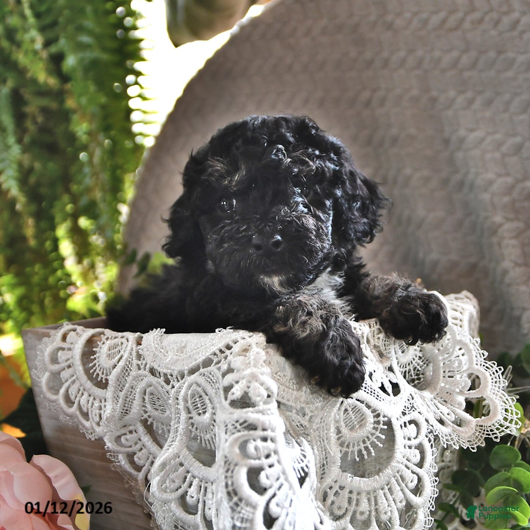 Bichpoo dogs for sale: Bijou - Ad 3