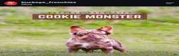 French Bulldog dogs for sale: Gus - Ad 8