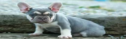 French Bulldog dogs for sale: Stella🌸 - Ad 7