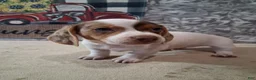 Miniature Dachshund dogs for sale: Peaches - Ad 10
